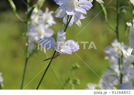 春の日本の庭に咲く薄紫色のチドリソウの花 春の日本の庭に咲く薄紫色のチドリソウの花 91268852