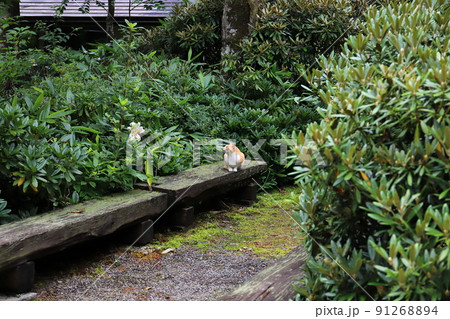 福島 福島市 微温湯温泉 看板ネコちゃん 福島 福島市 微温湯温泉 看板ネコちゃん 91268894