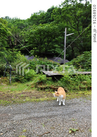 福島 福島市 微温湯温泉 看板ネコちゃん 福島 福島市 微温湯温泉 看板ネコちゃん 91268910