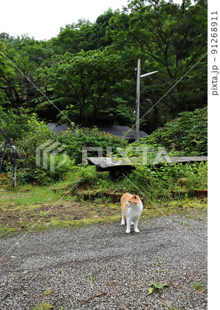 福島 福島市 微温湯温泉 看板ネコちゃん 福島 福島市 微温湯温泉 看板ネコちゃん 91268911