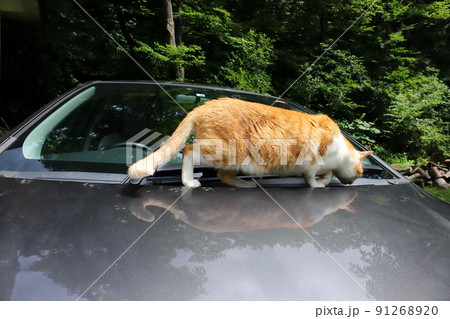 福島　福島市　微温湯温泉　ボンネットでくつろぐネコちゃん 91268920