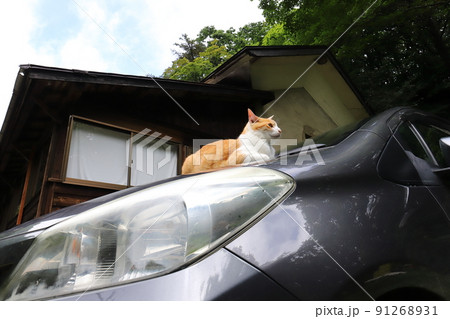 福島 福島市 微温湯温泉 ボンネットでくつろぐネコちゃん 福島 福島市 微温湯温泉 ボンネットでくつろぐネコちゃん 91268931