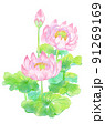 美しく咲くピンクの蓮の花と葉 91269169