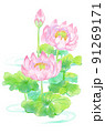 水紋と美しく咲くピンクの蓮の花と葉 91269171