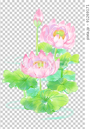 水紋と美しく咲くピンクの蓮の花と葉 91269171