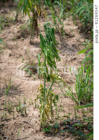Fusarium wilt disease of cannabis in field caused by fungi and over watering. 91269547