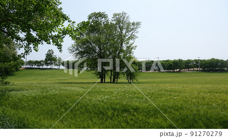 高敞 麦畑 青麦畑 91270279