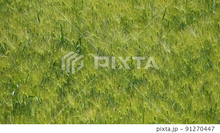 高敞 麦畑 青麦畑 91270447