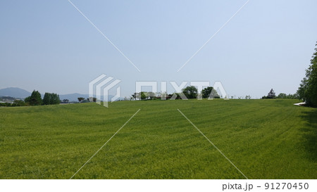 高敞 麦畑 青麦畑 91270450