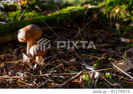 The vegetation of the forest. Small sturdy white mushroom in green grass. 91270674