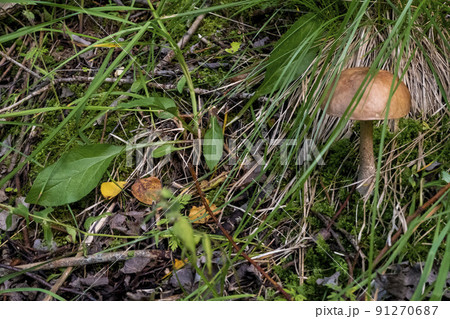 The vegetation of the forest. Small sturdy white mushroom in green grass. 91270687