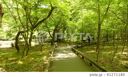高敞 禅雲寺 木 91271180