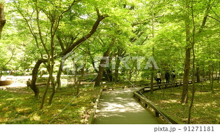 高敞 禅雲寺 木 91271181