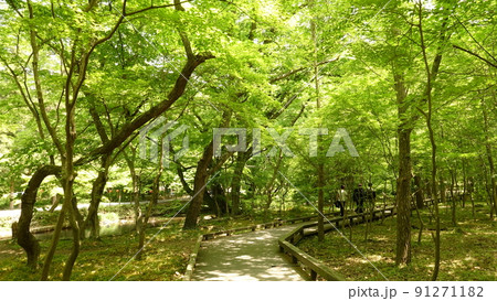高敞 禅雲寺 木 91271182
