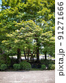 新緑 91271666