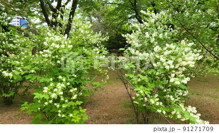 昌慶宮 故宮 木 91271709