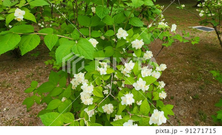 昌慶宮 故宮 木 91271715