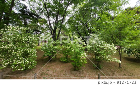 昌慶宮 故宮 木 91271723