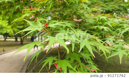 昌慶宮 故宮 木 91271762