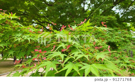 昌慶宮 故宮 木 91271768