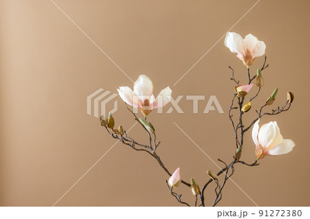 ベージュバック マグノリア ベージュバック マグノリア 91272380