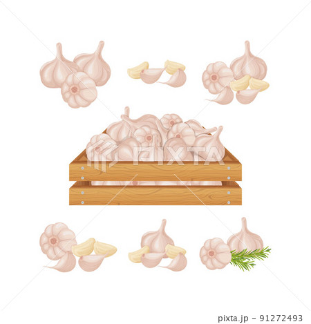 Garlic. Garlic in a wooden box. Wooden box with ripe garlic. Image of garlic heads. Vitamin vegetables from the garden. Vector illustration 91272493