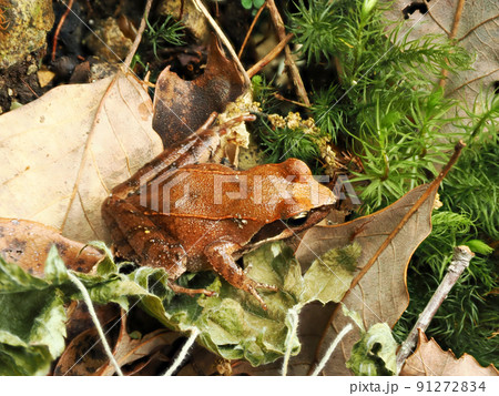 川辺のタゴガエル（アカガエル） 91272834