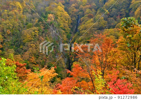 信州松川渓谷 八滝黄葉真っ盛り 信州松川渓谷 八滝黄葉真っ盛り 91272986