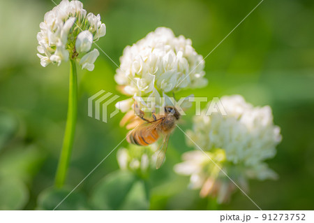 シロツメクサとハチ 91273752