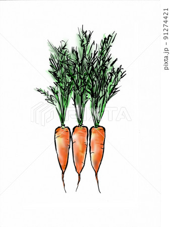 収穫したての葉付きニンジンのイラスト 91274421