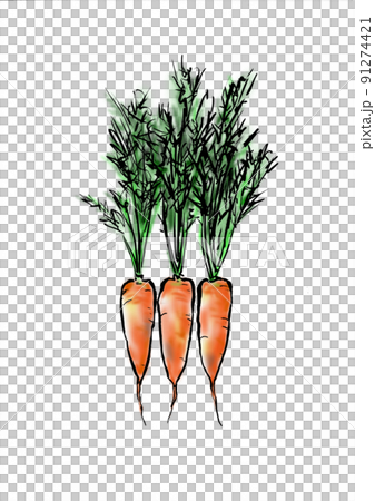 収穫したての葉付きニンジンのイラスト 91274421