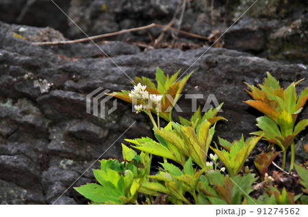 イワヤツデ イワヤツデ 91274562