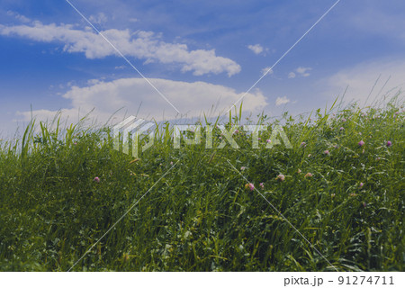 よく晴れた夏の多摩川の風景 91274711