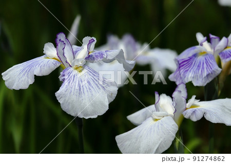 横須賀しょうぶ園の花しょうぶ 横須賀しょうぶ園の花しょうぶ 91274862