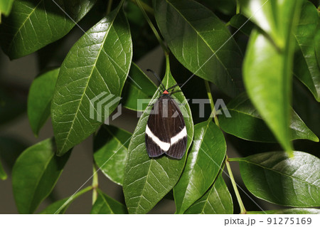 ホタルガ ホタルガ 91275169