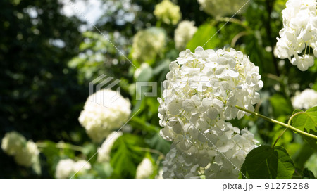 紫陽花 紫陽花 91275288