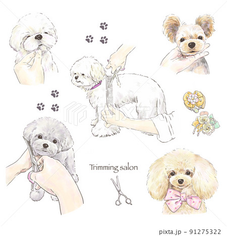 犬のトリミング シーズー、トイプードル、ヨークシャーテリア 犬のトリミング シーズー、トイプードル、ヨークシャーテリア 91275322