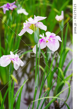 花菖蒲【赤堀花菖蒲園】 花菖蒲【赤堀花菖蒲園】 91275325