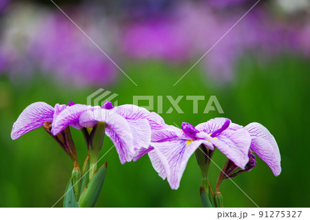 花菖蒲【赤堀花菖蒲園】 花菖蒲【赤堀花菖蒲園】 91275327