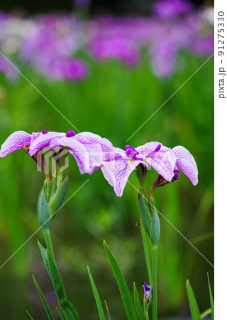 花菖蒲【赤堀花菖蒲園】 花菖蒲【赤堀花菖蒲園】 91275330