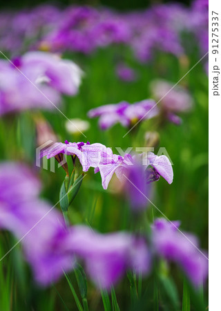 花菖蒲【赤堀花菖蒲園】 91275337