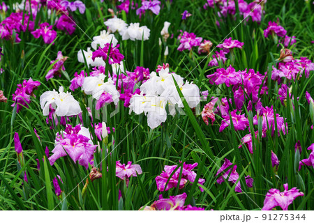 花菖蒲【赤堀花菖蒲園】 花菖蒲【赤堀花菖蒲園】 91275344