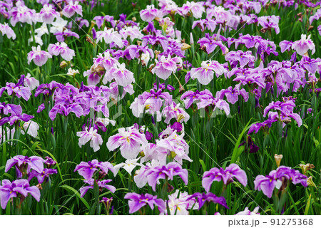 花菖蒲【赤堀花菖蒲園】 花菖蒲【赤堀花菖蒲園】 91275368