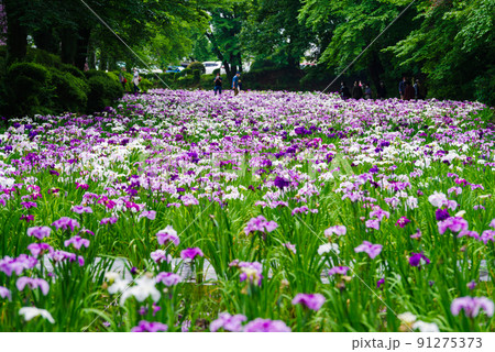 花菖蒲【赤堀花菖蒲園】 花菖蒲【赤堀花菖蒲園】 91275373