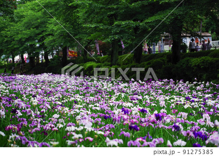花菖蒲【赤堀花菖蒲園】 花菖蒲【赤堀花菖蒲園】 91275385