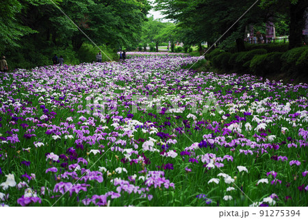 花菖蒲【赤堀花菖蒲園】 花菖蒲【赤堀花菖蒲園】 91275394