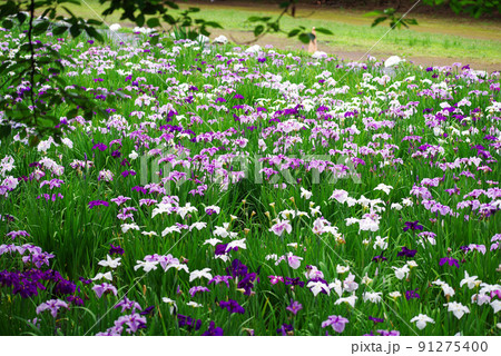 花菖蒲【赤堀花菖蒲園】 91275400