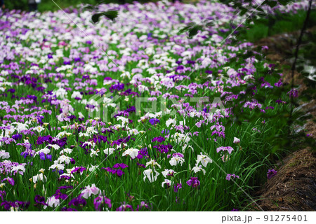 花菖蒲【赤堀花菖蒲園】 91275401