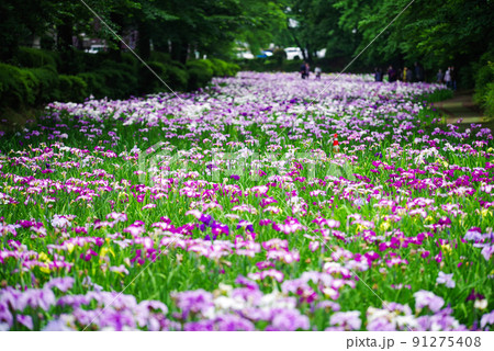 花菖蒲【赤堀花菖蒲園】 91275408