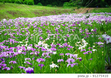 花菖蒲【赤堀花菖蒲園】 花菖蒲【赤堀花菖蒲園】 91275410